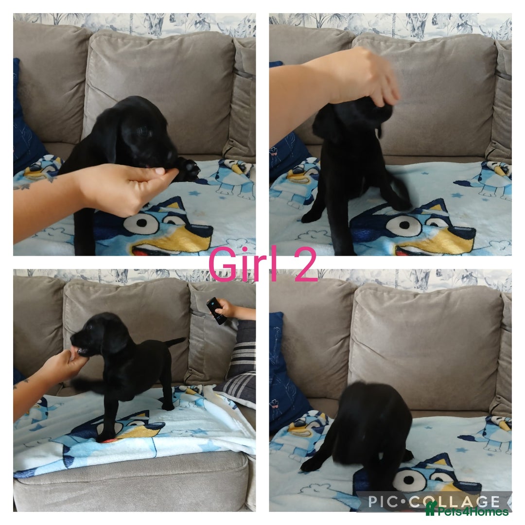 Mixed Breed dogs for sale: 3/4 labrador 1/4 Dalmatian puppies  - Image 6