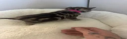 Mixed Breed cats for sale: Beautiful male and female kitten - Advert 8