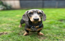 Miniature Dachshund dogs for stud: Available for stud blue and tan mini dachshund - Image 26
