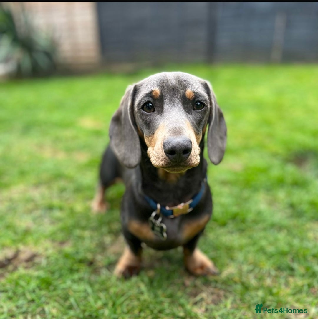 Miniature Dachshund dogs for stud: Available for stud blue and tan mini dachshund - Image 26
