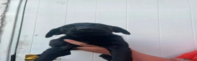 Labrador Retriever 4