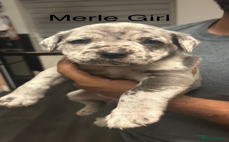 Cane Corso dogs - Advert 2