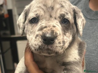 Cane Corso dogs - Advert 38