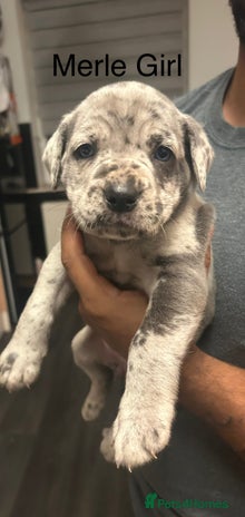 Cane Corso dogs - Advert 2