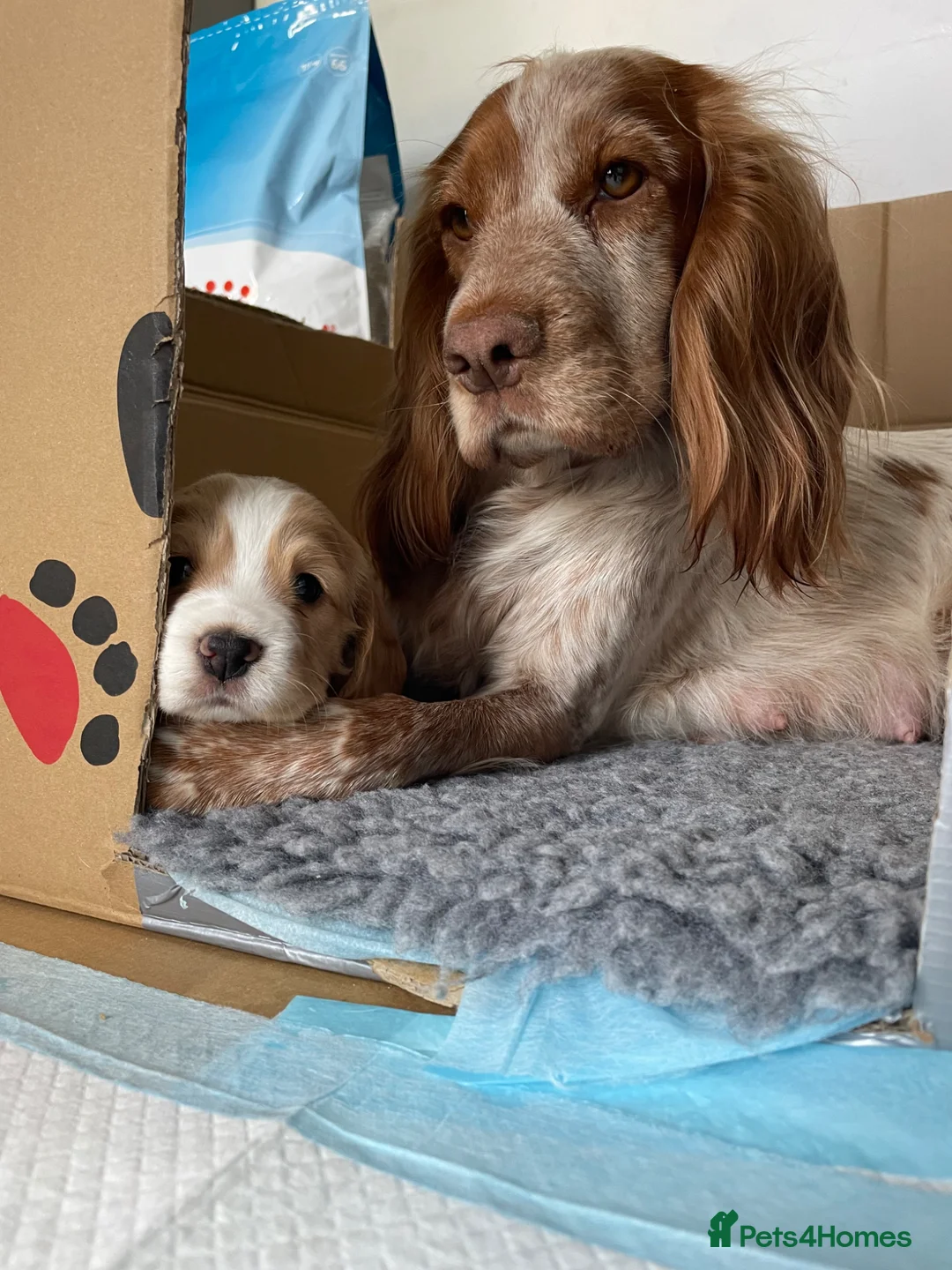 Cocker Spaniel dogs for sale: 2 Stunning Working Cocker Girls! in Maidstone - Advert 2