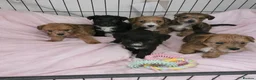 Jackapoo dogs for sale: Beautiful jackapoo puppies - Advert 1