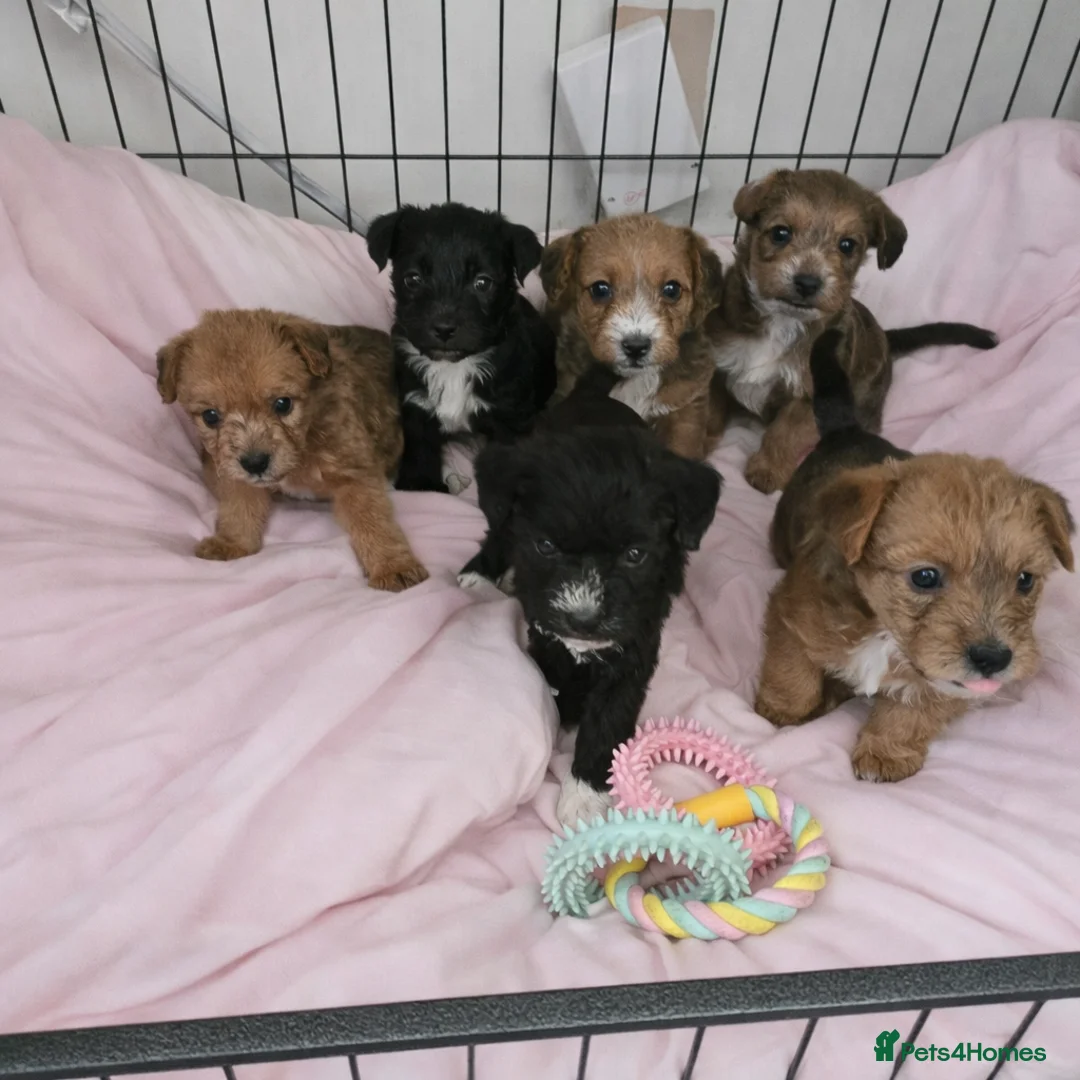 Jackapoo dogs for sale: Beautiful jackapoo puppies - Advert 1