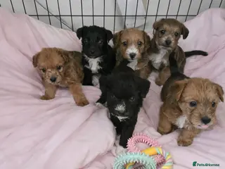 Jackapoo dogs Beautiful jackapoo puppies - Advert 11