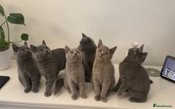 British Shorthair cats for sale: British Shorthair Kittens  - Image 3