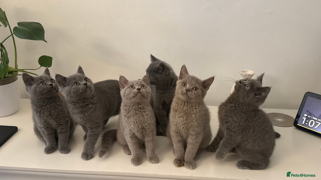 British Shorthair cats for sale: British Shorthair Kittens  - Image 3