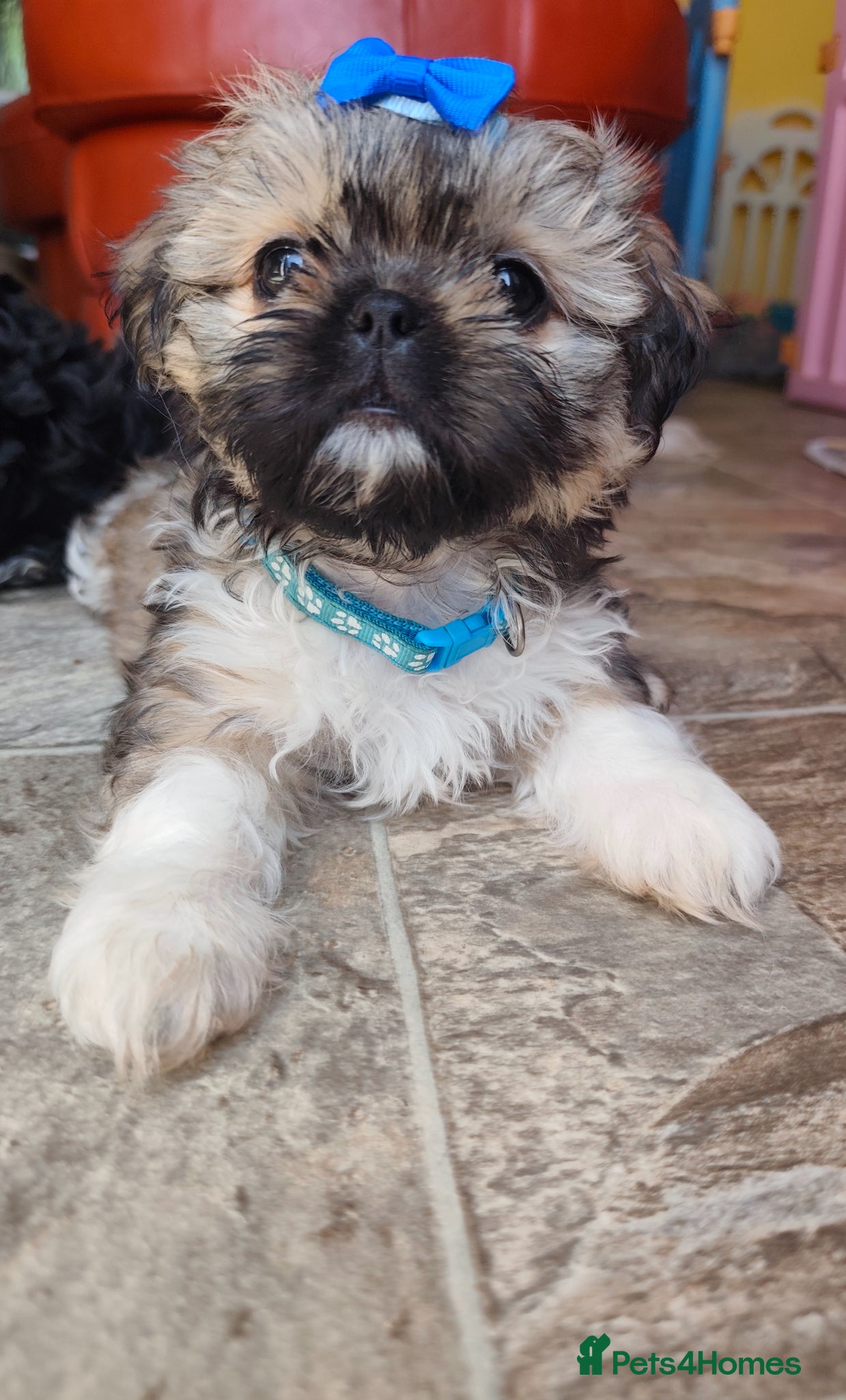 Shih Tzu dogs  Ready Now !!! Shih tzu puppies  - Advert 1