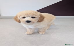 Miniature Poodle dogs for sale: 4 Beautiful Miniature Poodle puppies  in Skelmersdale - Image 2