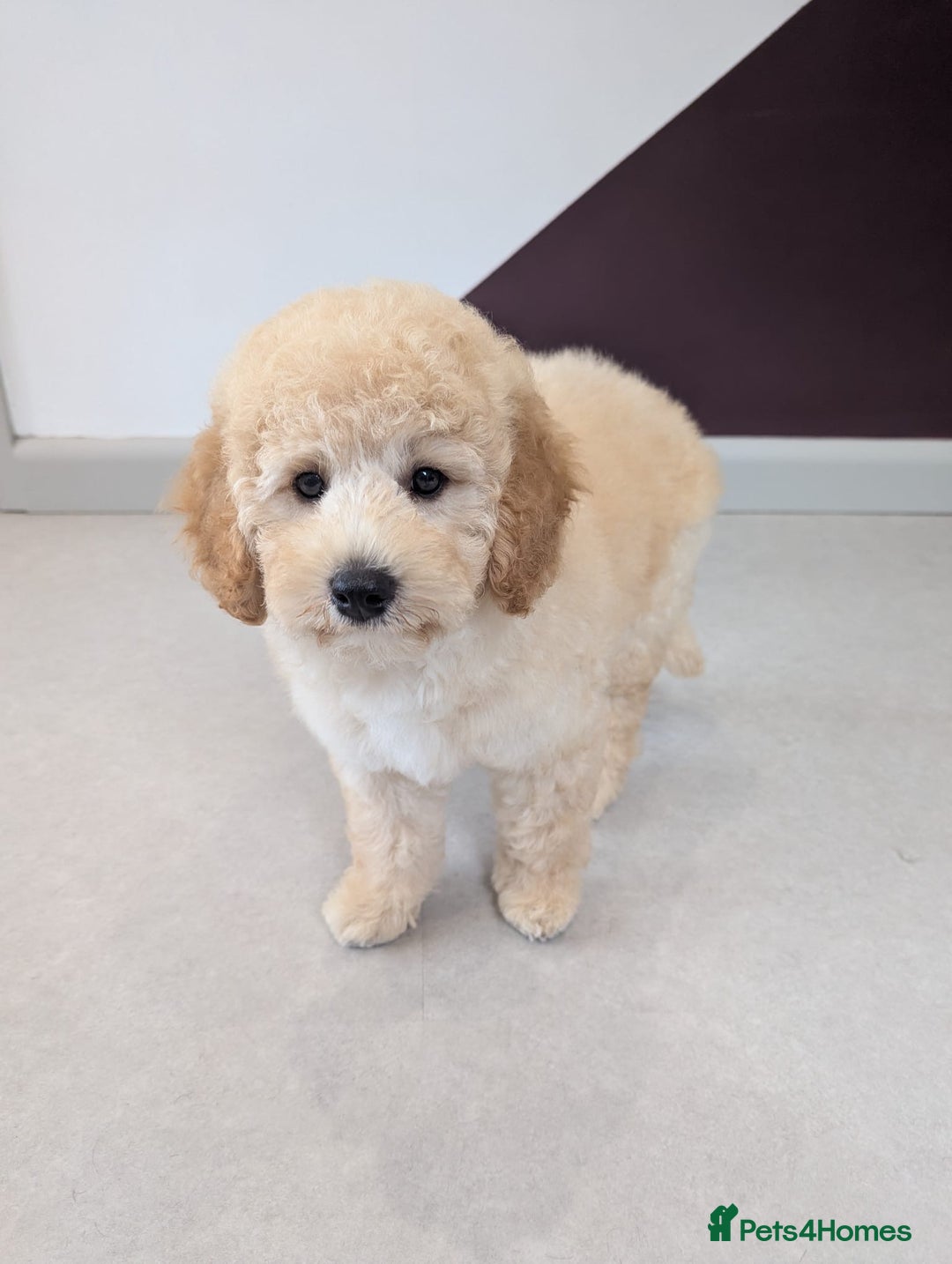 Miniature Poodle dogs for sale: 4 Beautiful Miniature Poodle puppies  in Skelmersdale - Image 2