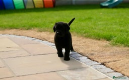 Labrador Retriever dogs for sale: Stunning litter of 6 Labrador Puppies  - Image 6