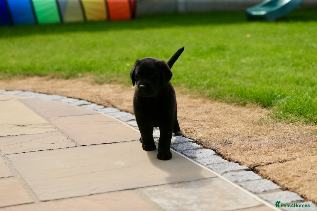 Labrador Retriever dogs for sale: Stunning litter of 6 Labrador Puppies  - Image 6