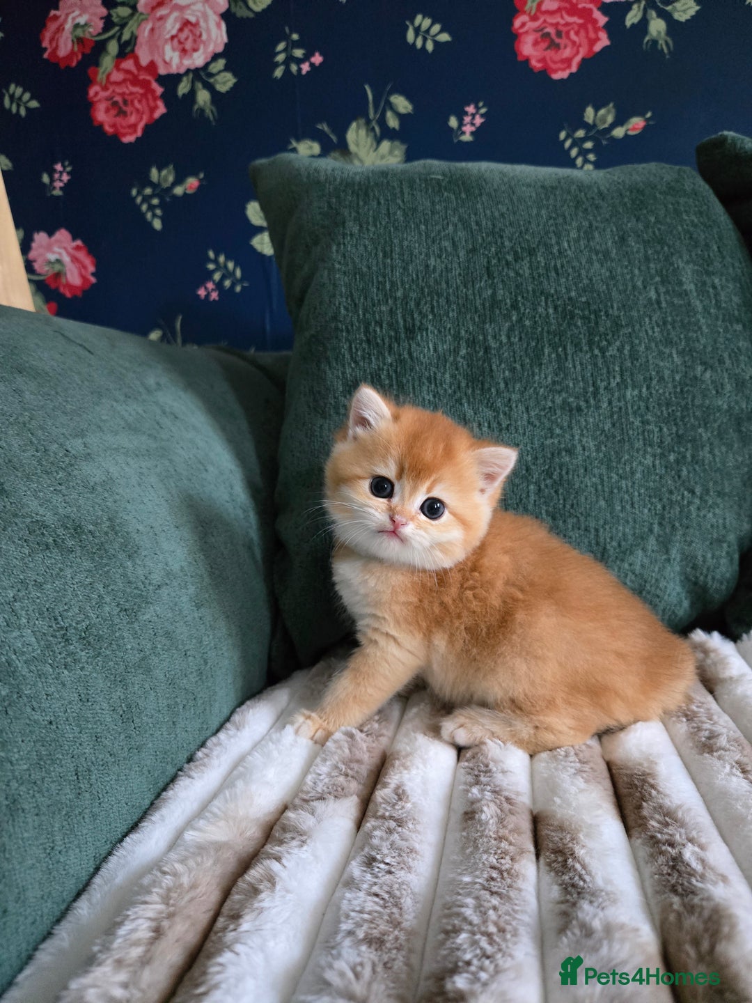 British Shorthair cats for sale: Gorgeous golden boys - Image 2