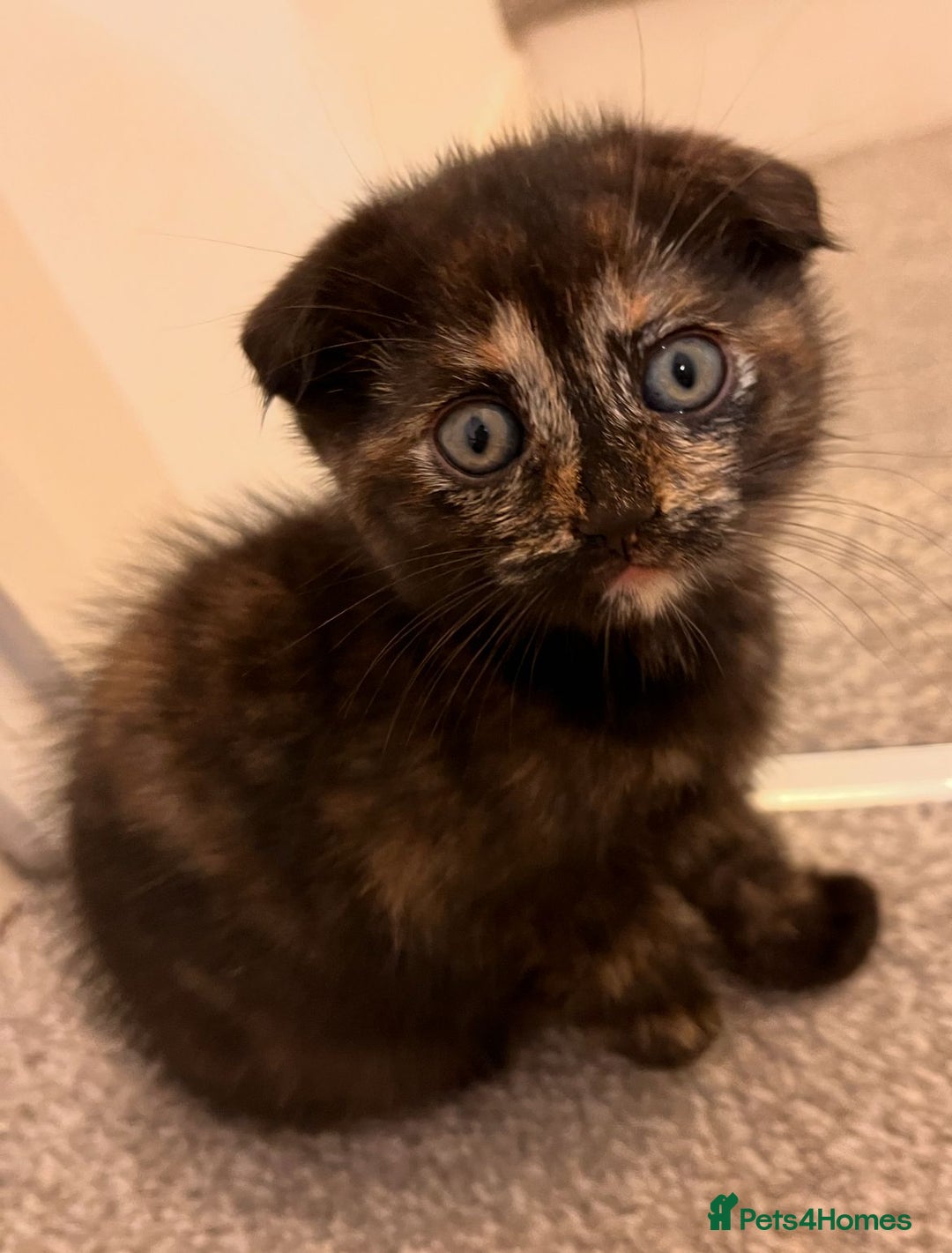 Scottish Fold cats for sale: Affordable colour fold kittens  - Advert 6