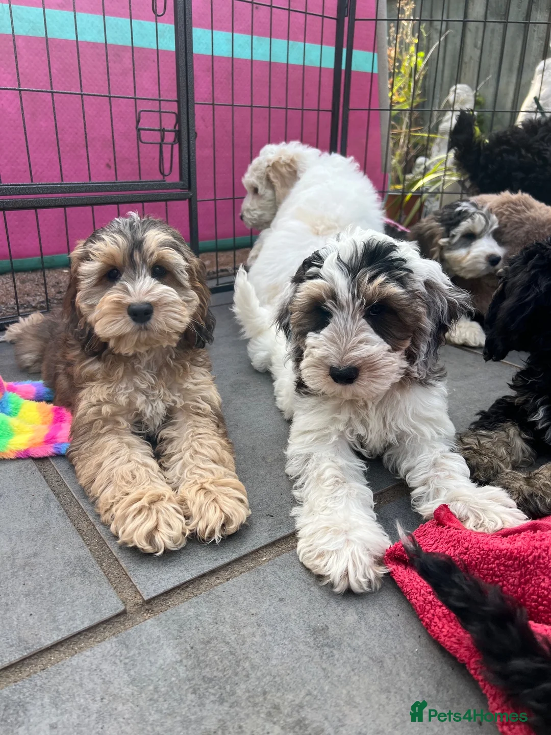 Cockapoo dogs for sale: F1 cockapoo puppies boys and girls  - Advert 6