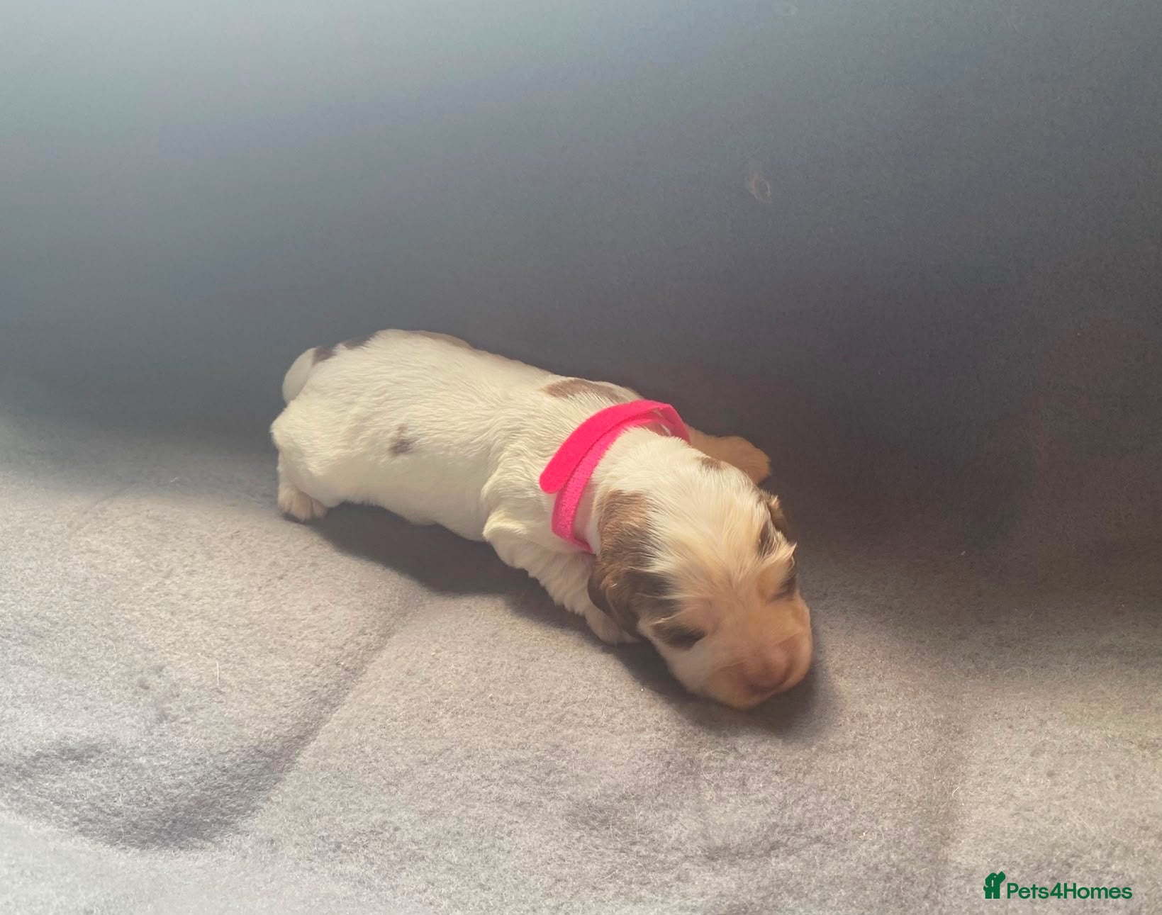 Cocker Spaniel dogs 🐾BEAUTIFUL KC REGISTERED SHOW COCKERS🐾 - Advert 1