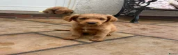 Labradoodle dogs for sale: Labradoodle (Double Doodle) - Advert 3