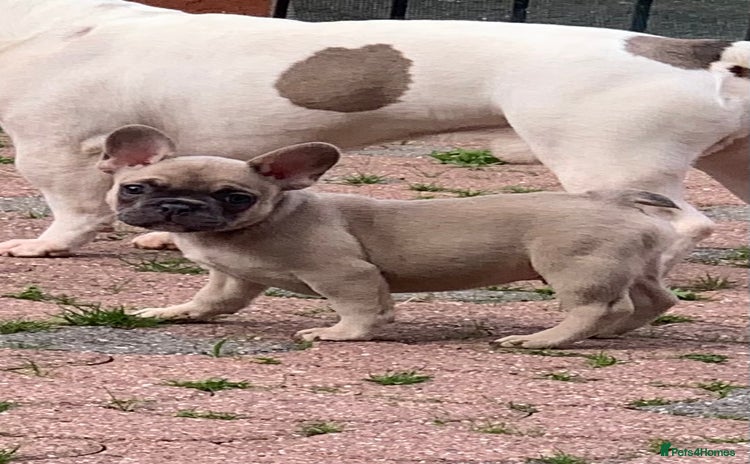 French Bulldog dogs - Advert 3