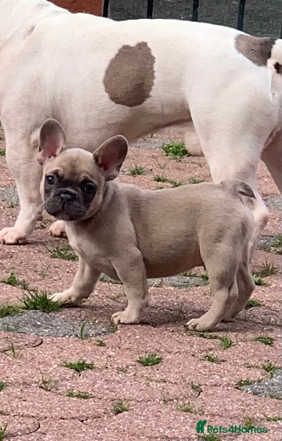 French Bulldog dogs for sale: French bulldog pups 9 weeks old. Girl & boy left  - Image 1