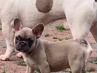 French Bulldog dogs - Advert 18