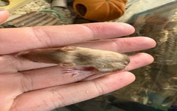 Mouse rodents for sale: Baby mice males and females  in Honiton - Image 16