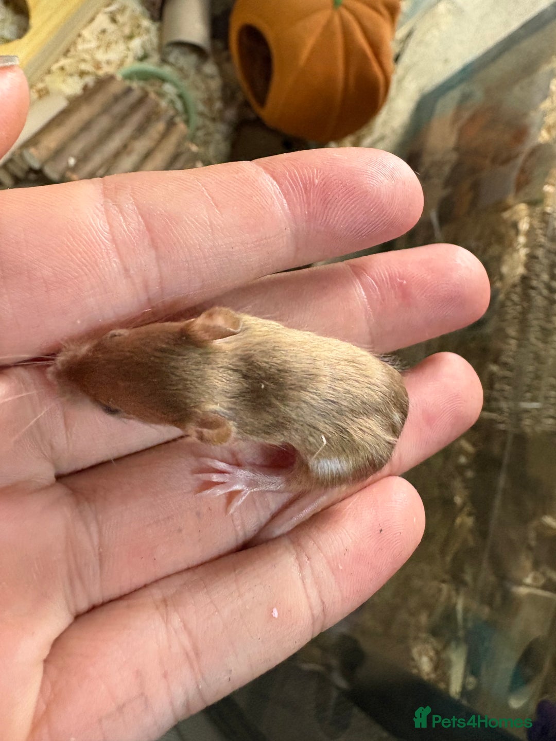 Mouse rodents for sale: Baby mice males and females  in Honiton - Image 16