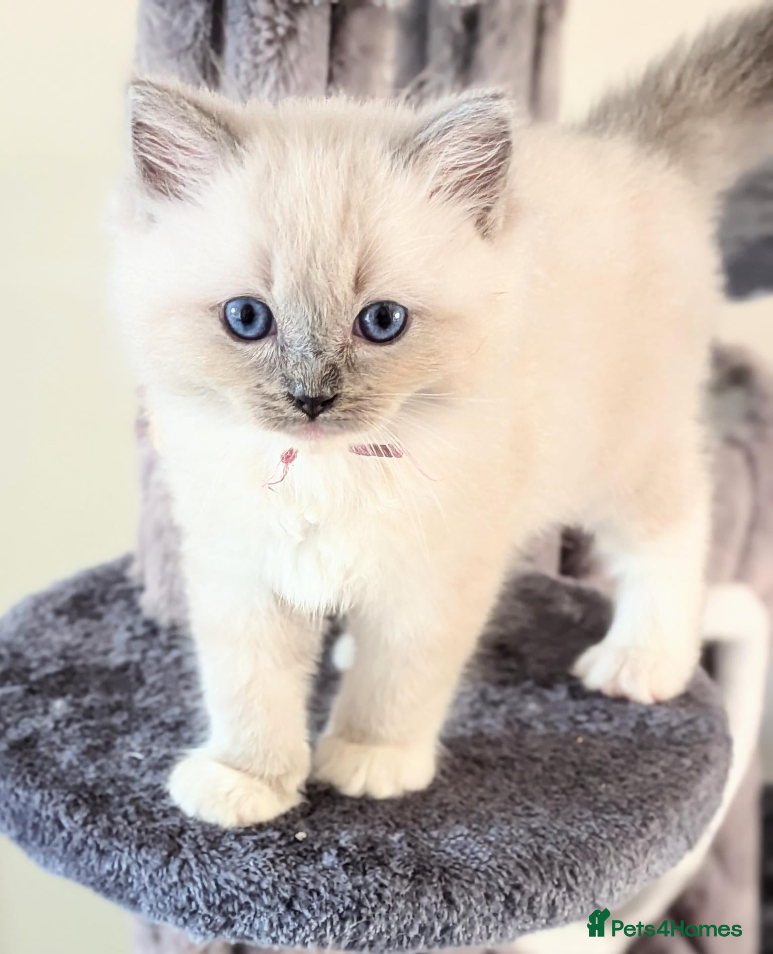 Ragdoll cats 🏆 GCCF Champion Ragdolls • Active Considered - Advert 2