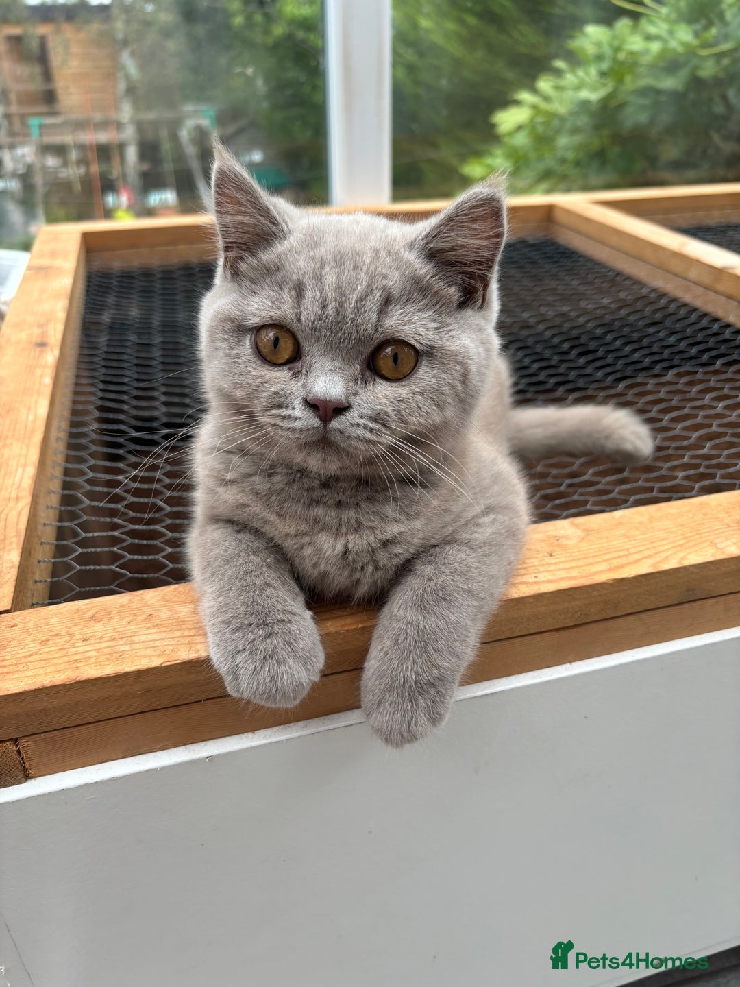 British Shorthair cats for sale: Lilic GCCF registered active champion lines  - Image 40