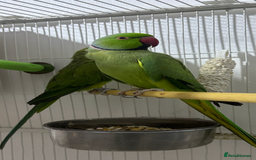 Ringnecks birds for sale: Breeding Pair Of Indian Ringneck Parrots - Image 8