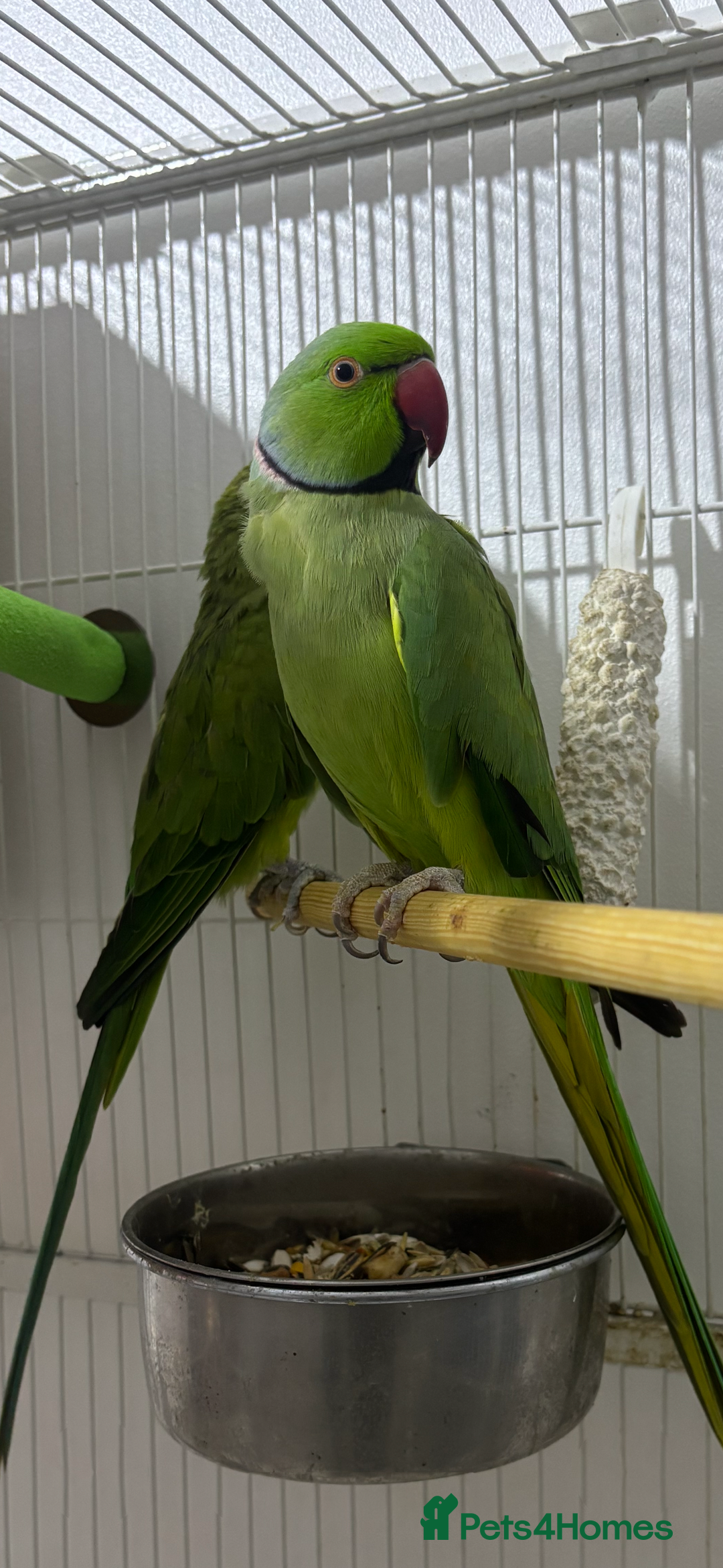 Ringnecks birds for sale: Breeding Pair Of Indian Ringneck Parrots - Image 8