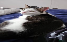 Mixed Breed cats for sale: Loving home needed for Chloe - Image 5