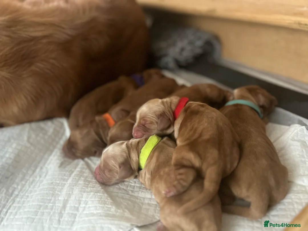 Cocker Spaniel dogs for sale: Red/golden working cocker spaniel puppies in Pontefract - Advert 2