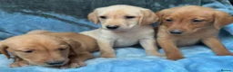 Labrador Retriever dogs for sale: Red labrador - Advert 15