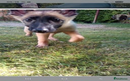 German Shepherd dogs for sale: 18week german shepard girl - Image 1
