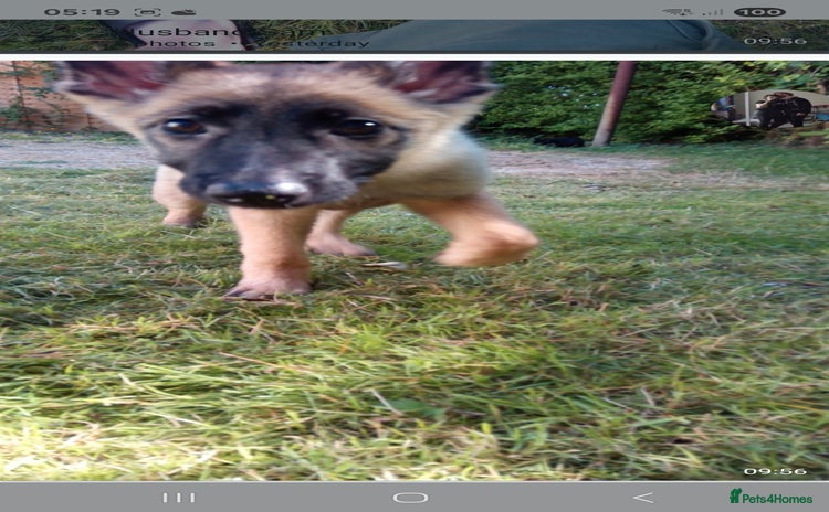 German Shepherd dogs - Advert 4