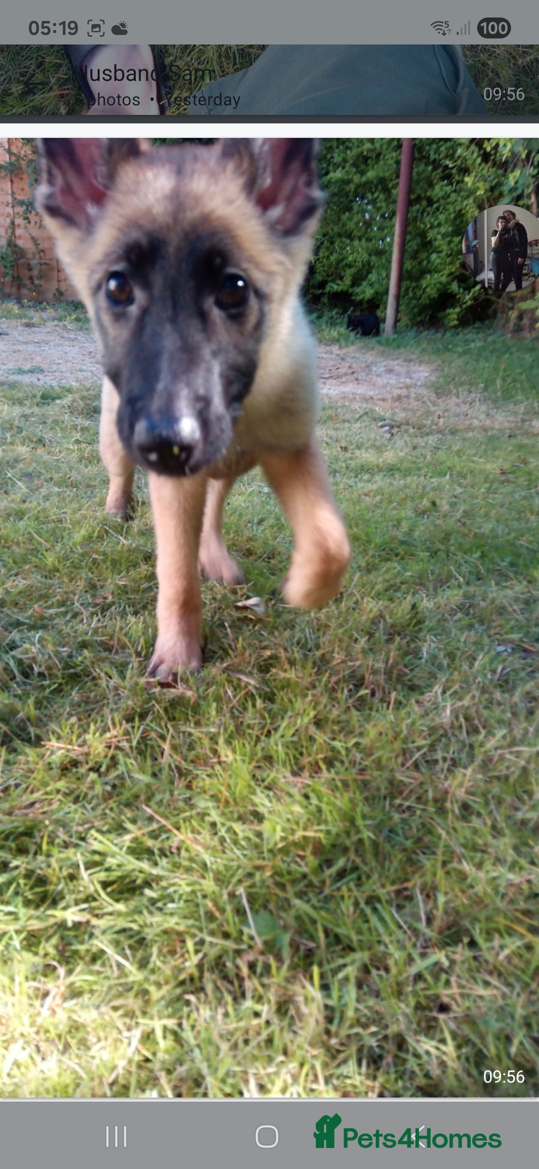 German Shepherd dogs for sale: 18week german shepard girl - Image 1
