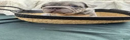 French Bulldog dogs for sale: Quality French Bulldog Lilac & Tan Puppies - Advert 10