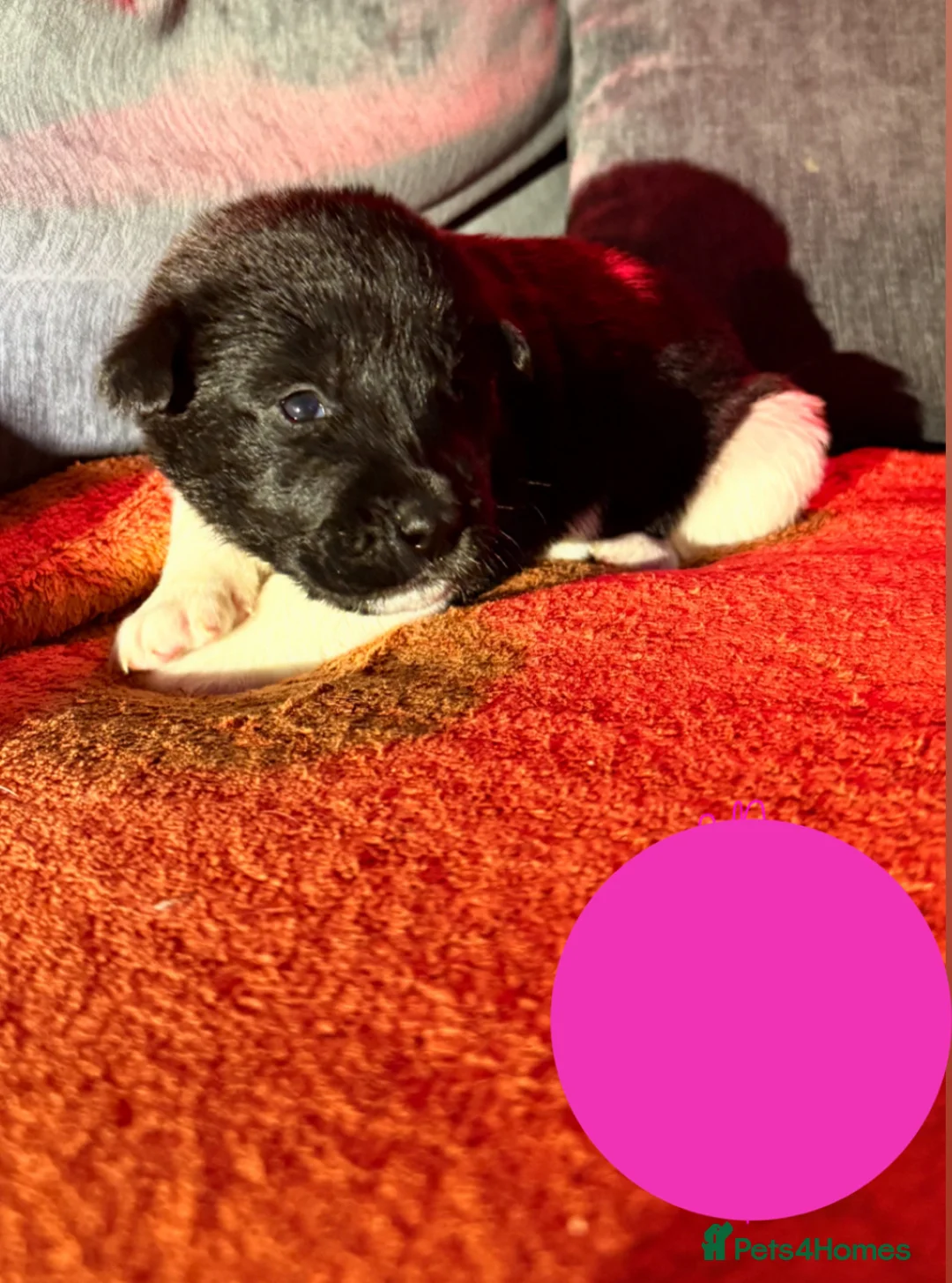 Mixed Breed dogs for sale: Labrakita - Advert 3