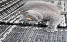 British Shorthair cats for stud: 👑🏆 CHAMPION BRED PROVEN  BLUE STUD 👑🏆  in Derby - Image 9