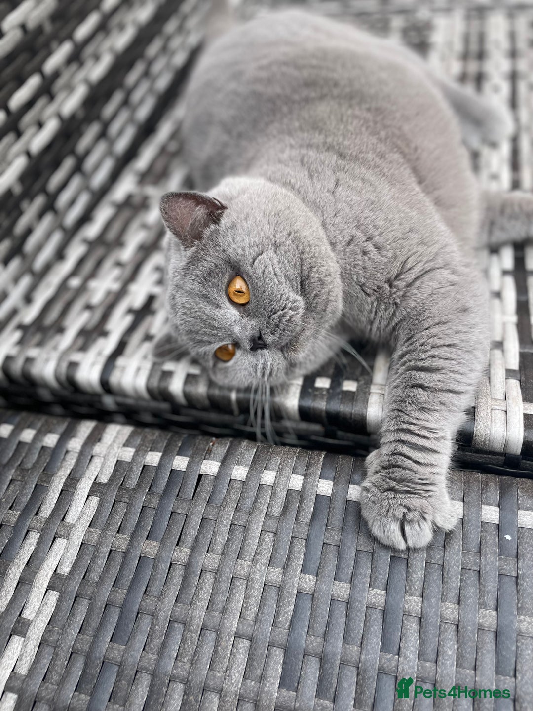 British Shorthair cats for stud: 👑🏆 CHAMPION BRED PROVEN  BLUE STUD 👑🏆  in Derby - Image 9