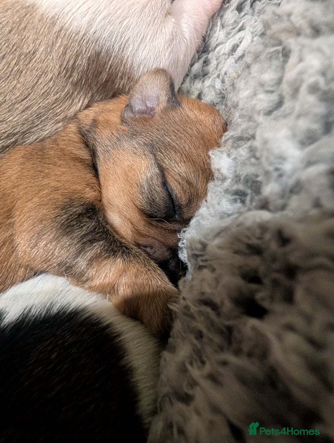 Mixed Breed dogs for sale: Beautiful Shihtzu x Cairn Terrier/Sausage x JRT - Advert 6