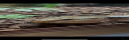 Skink reptiles for sale: Blue Tongue Skink  - Advert 5