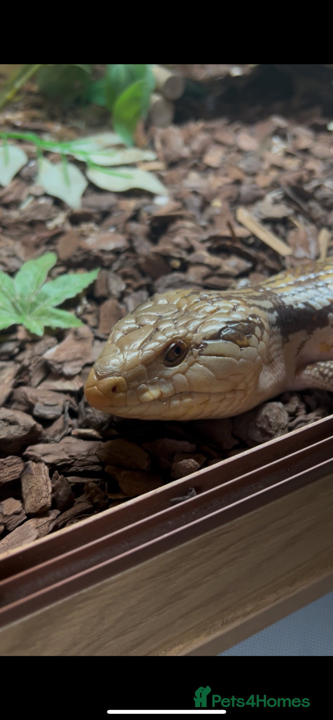 Skink reptiles for sale: Blue Tongue Skink  - Advert 5