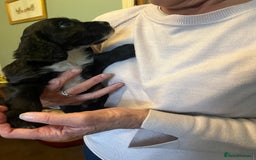 Cocker Spaniel dogs for sale: Working cocker pups - only 2 left - Image 31