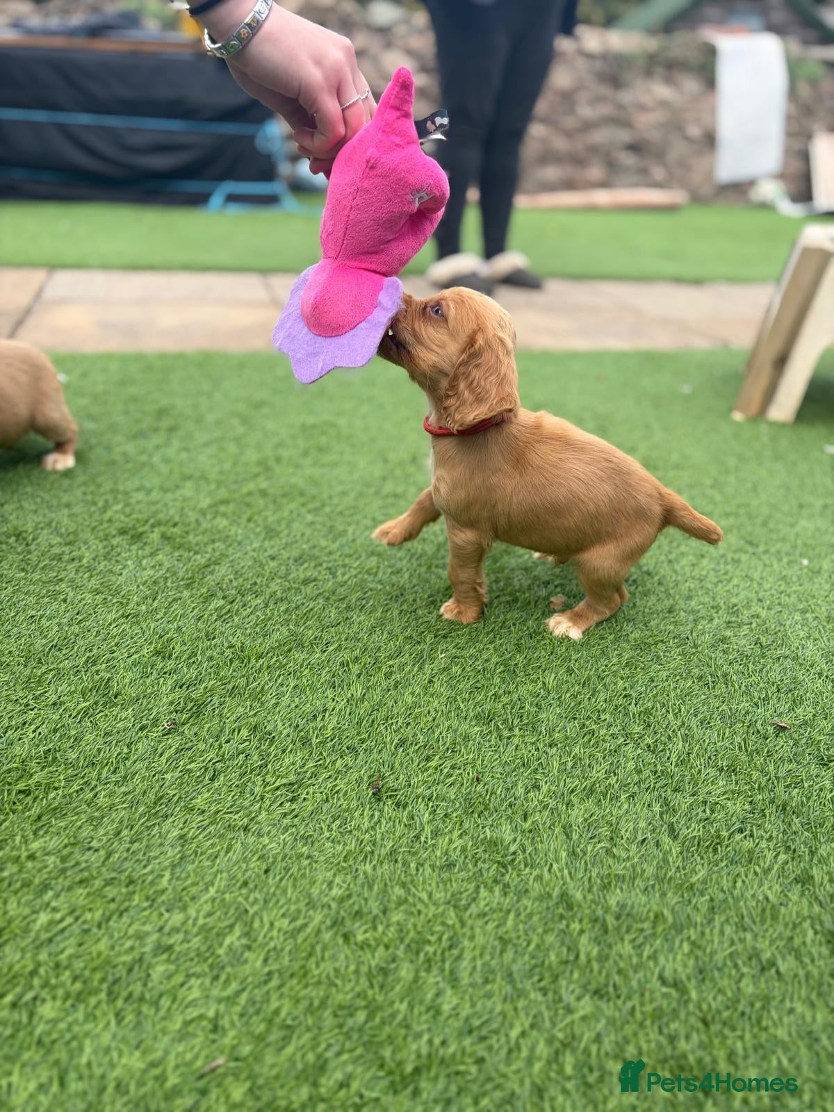 Cocker Spaniel dogs Only one boy left! Working Cocker Spaniel pups - Advert 6