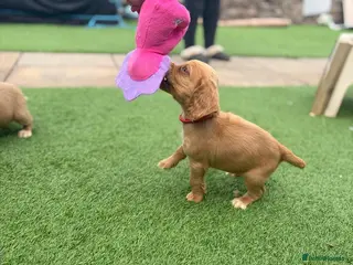 Cocker Spaniel dogs Only one boy left! Working Cocker Spaniel pups - Advert 6