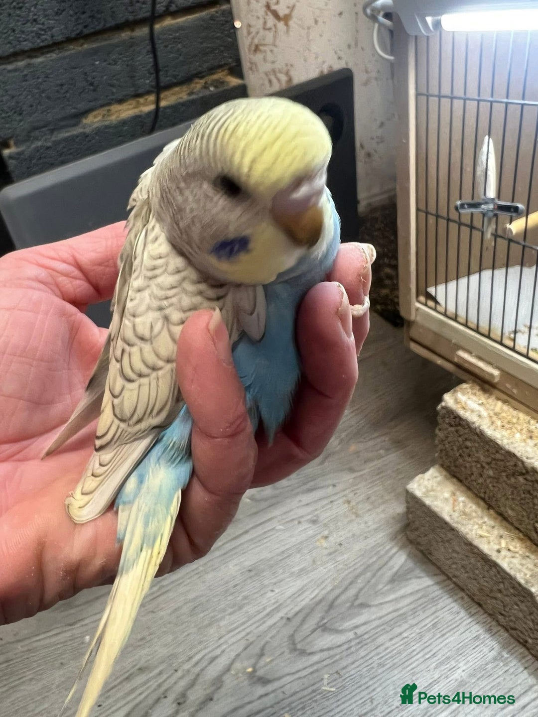 Budgerigars birds for sale: Hand Tame Yellow and Blue Spangle Girl Ready 31/12 - Advert 3
